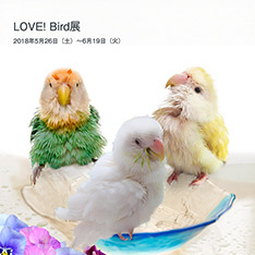LOVE!　Bird展1 公式カタログ