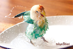 tokyoShiori 水浴びポストカード１