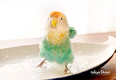 tokyoShiori 水浴びポストカード５