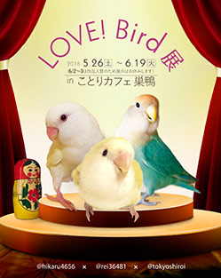 LOVE! Bird展チラシ