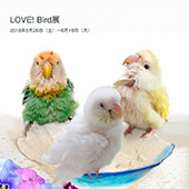 LOVE!Bird展公式カタログ１